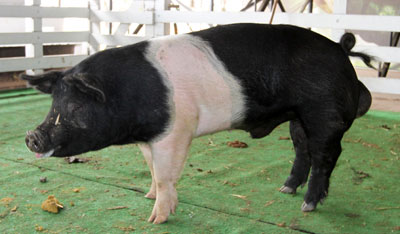 Razas-de-cerdo-en-Ecuador-Hampshire-1-2-ASPE