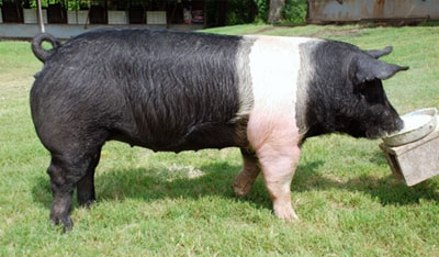 Razas-de-cerdo-en-Ecuador-Hampshire-1-3-ASPE