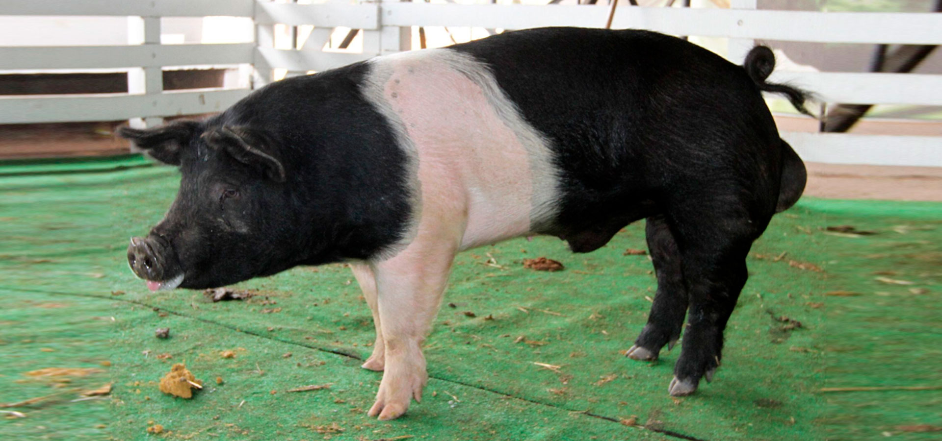 Raza Hampshire - ASPE