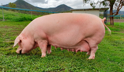 Razas de cerdo en Ecuador Landrace